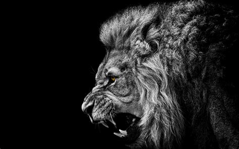 lion, Animals, Africa, Black, Artwork, Photography Wallpapers HD / Desktop and Mobile Backgrounds