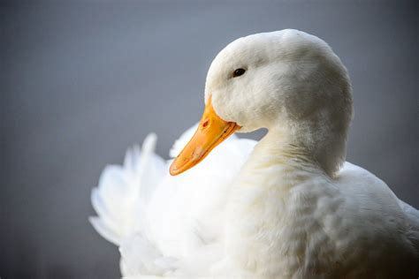 Pekin duck | アヒル