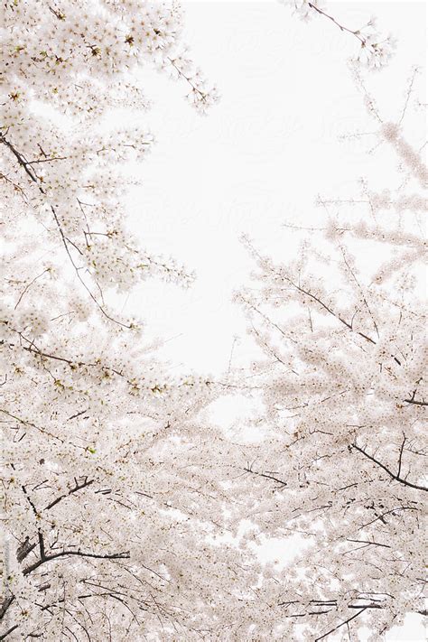 "Yoshino Cherry Blossoms" by Stocksy Contributor "Kristin Duvall" - Stocksy