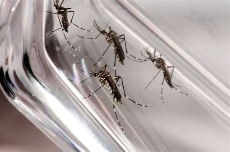 Aedes Aegypti Liraa Do Ano Coloca Juiz De Fora Em Situa O De M Dio