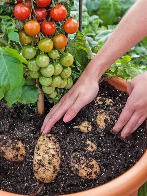 Comment faire pousser les pommes de terre des secrets pour réussir la