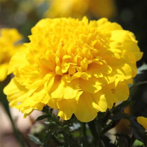 Marigold Safari Yellow Easy Colour