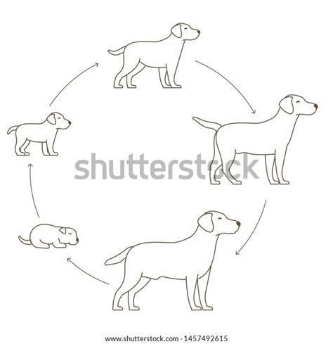 Adult Dog Puppy Over 15982 Royalty Free Licensable Stock