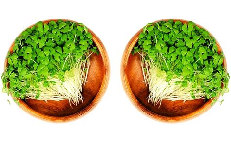 How To Grow Chia Microgreens Indoors History And Benefits