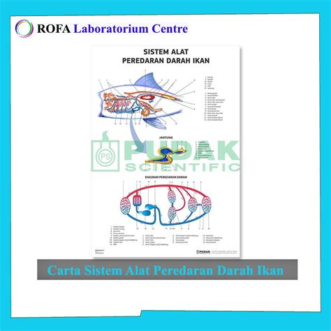 Jual Carta Sistem Alat Peredaran Darah Ikan Carta Biologi Carta IPA