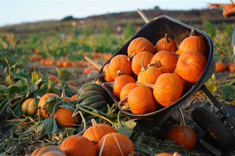 Illinois Pumpkin Patch Named Among 25 Best Pumpkin Patches In The Us