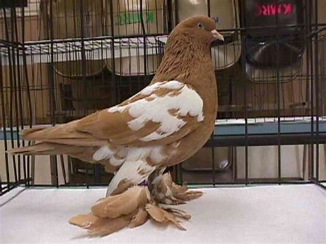 أفضل أنواع طيور الحمام المرسال