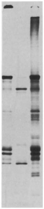 A C Processing Of S Labelled Pa In Minicells A Sds Page And