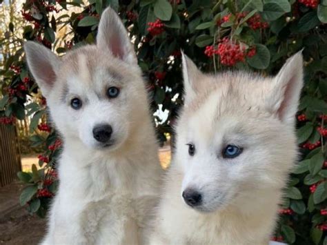 Acheter Chiots Huskies De Sib Rie Lof Petite Annonce Chien