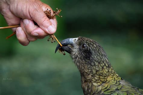 A Cheeky Kea Getting A Light Snack Rwildlifephotography