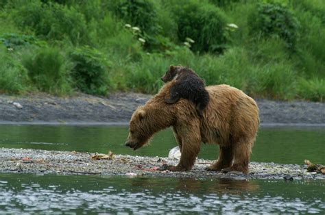 Kodiak Brown Bear Center - GoNorth Alaska