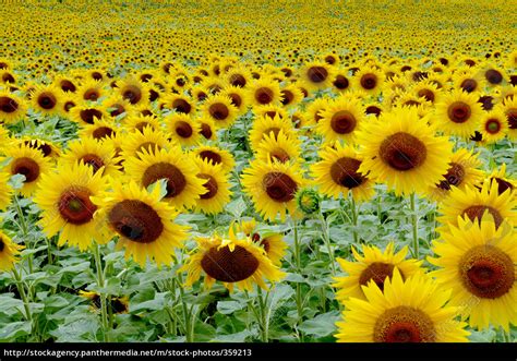 Sonnenblumen 1 Lizenzfreies Bild 359213 Bildagentur PantherMedia