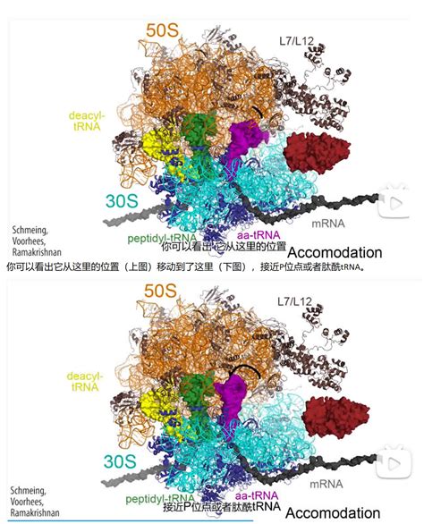 Mit 分子生物学 Part3 24 Ef Tu And Accommodation 哔哩哔哩