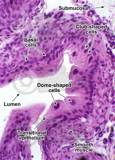 Rat Ureter Transverse Section X Rat Mammals Excretory