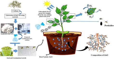 Nano Fertilizers Promote Plant Development Download Scientific Diagram