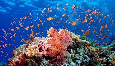 How Big Is The Red Sea Coral Reef