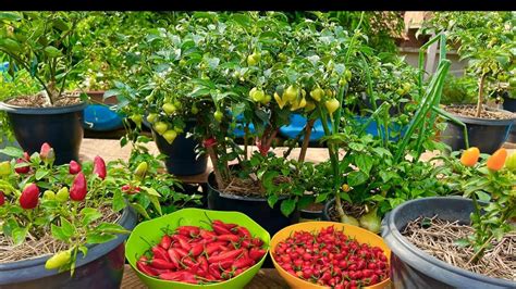 COLHEITA de PIMENTA em vaso VEJA o que faço as PIMENTAS colhidas na