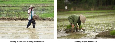 Sustainable Farm Practices For Rice Farming Agrivi