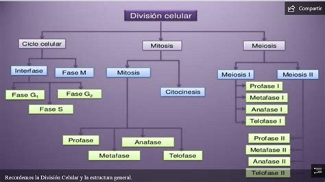 SOLUTION Ciclo Celular Mitosis Y Meiosis Studypool