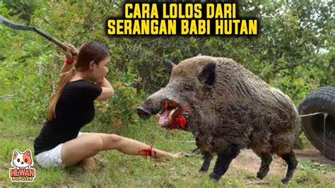 Cara Menyelamatkan Diri Dari Serangan Babi Hutan Survival Youtube