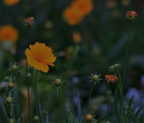 Yellow-orange Daisies Free Stock Photo - Public Domain Pictures