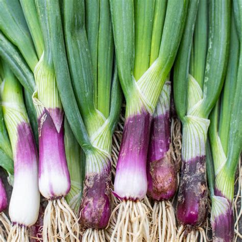 Deep Purple Bunching Onions — The Urban Forest Farm