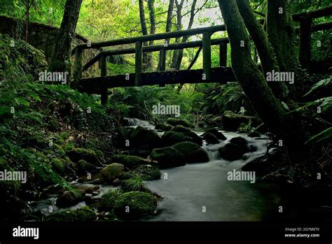 Bridge Over A Stream In The Middle Of The Forest Stock Photo Alamy