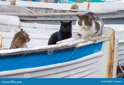 Fishing Boats And Big Marine Cats Stock Photo Image Of Summer Sail