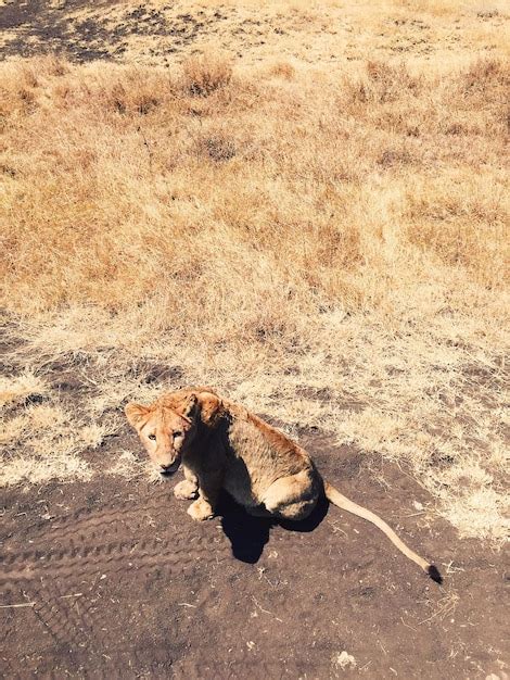 Premium Photo Portrait Of Lion Cub Sitting On Field