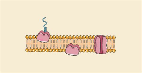 19 Cell Membrane Facts The Wonders Of Cellular Boundaries Facts Net