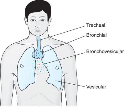 Pulmonary Examination Flashcards Quizlet