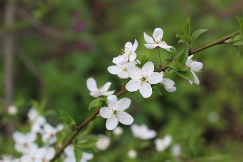 Flores Filiais Florescer Flor De Foto Gratuita No Pixabay Pixabay