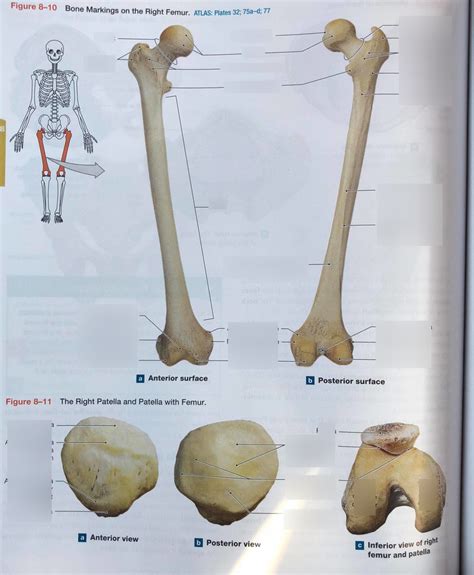 Bone Landmarks Femur Patella Diagram Quizlet