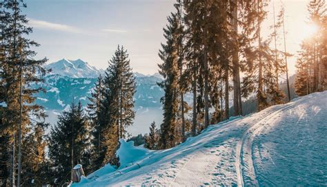 Free Winter Landscape Pine Trees Mountains Snow Image