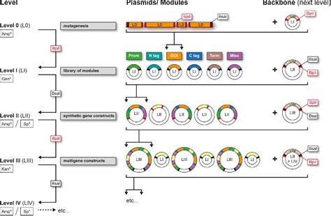 Figure 1 From A Modular Plasmid Assembly Kit For Multigene Expression