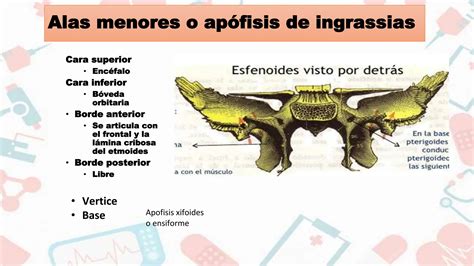 Anatomia Humana Del Hueso Esfenoides Pptx