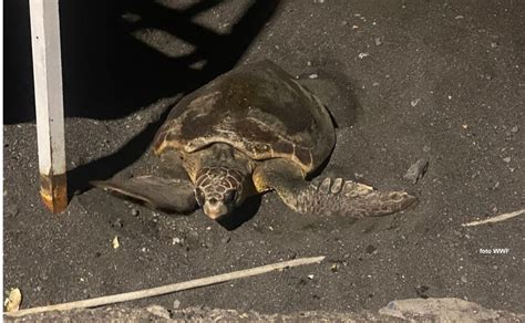 Tartarughe Marine Record In Sicilia 78 Nidi Individuati Dal Wwf