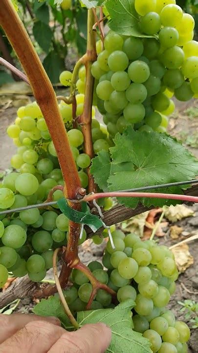 Виноград 🍇 Буковинка - YouTube