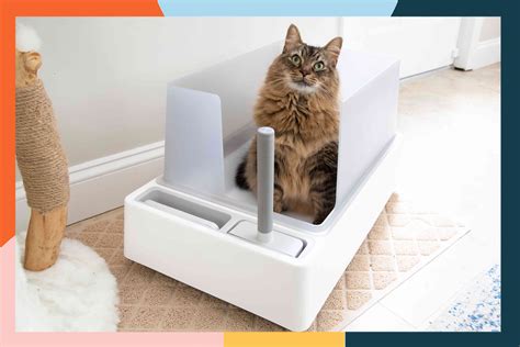 The 15 Best Cat Litter Boxes Of 2024 Tested And Reviewed