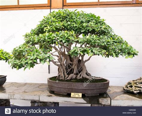 500 years old Ficus Retusa Marbella bonsai museum Málaga province