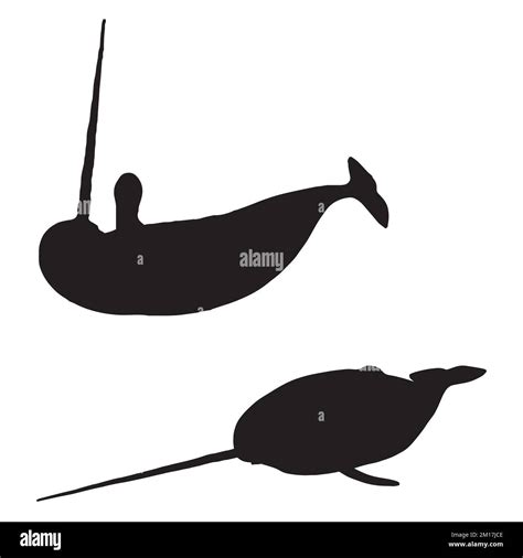 Vector Illustration Of Narwhal Silhouette Stock Vector Image And Art Alamy