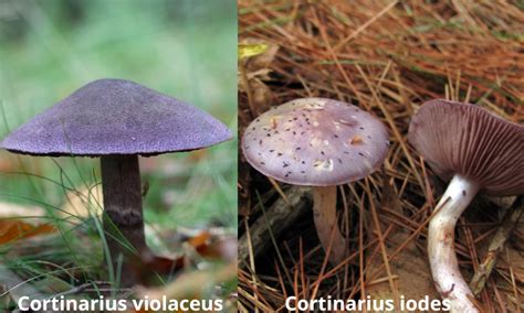 Blewit Mushrooms: Foraging, Identification & Cooking Tips