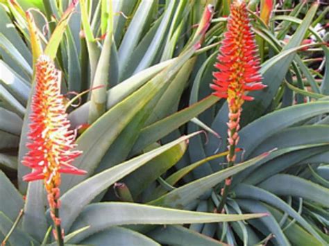 Aloe Arborescens Spineless Toothless Torch Aloe World Of