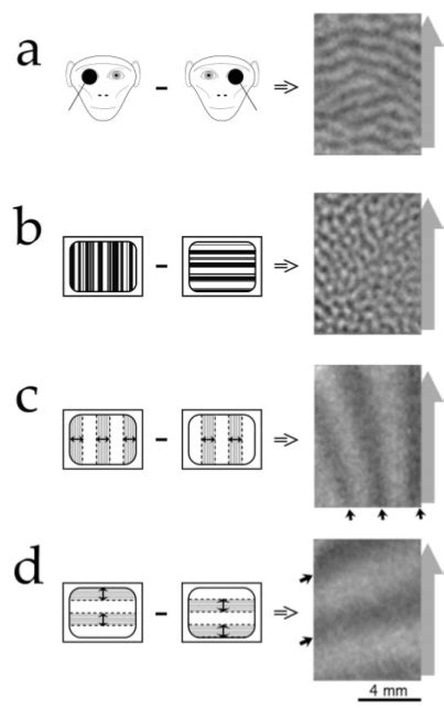 Functional Maps Revealed By Optical Imaging Of Intrinsic Signals