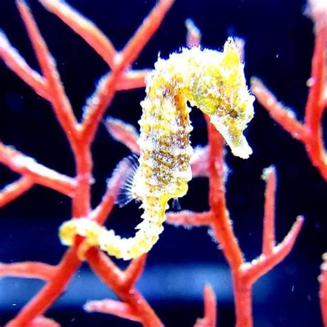 2 Dwarf Seahorses Captive Bred Hippocampus Zosterae Alyssas Seahorse