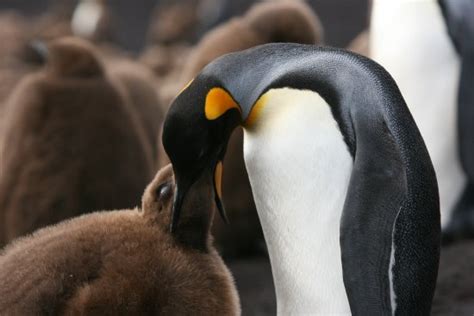 Emperor Penguin Feeding Chick