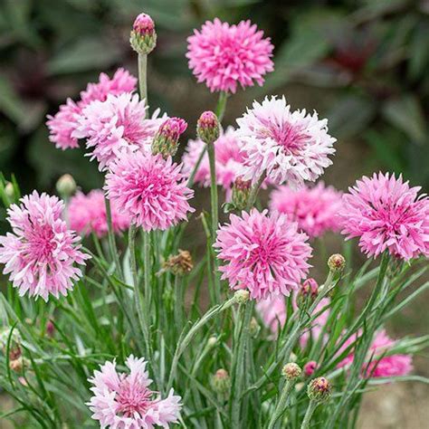 Petals Garden Centre And Nursery