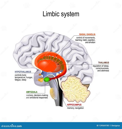 Limbic System Przekrój Poprzeczny Ludzki Mózg Ilustracja Wektor ...