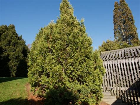 American Pillar Arborvitae Plant Care Plantly