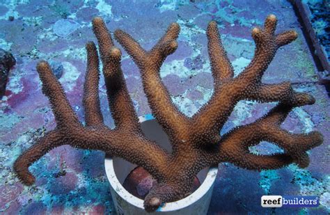 Palauastrea Ramosa Is Your Weird Coral Of The Week Reef Builders